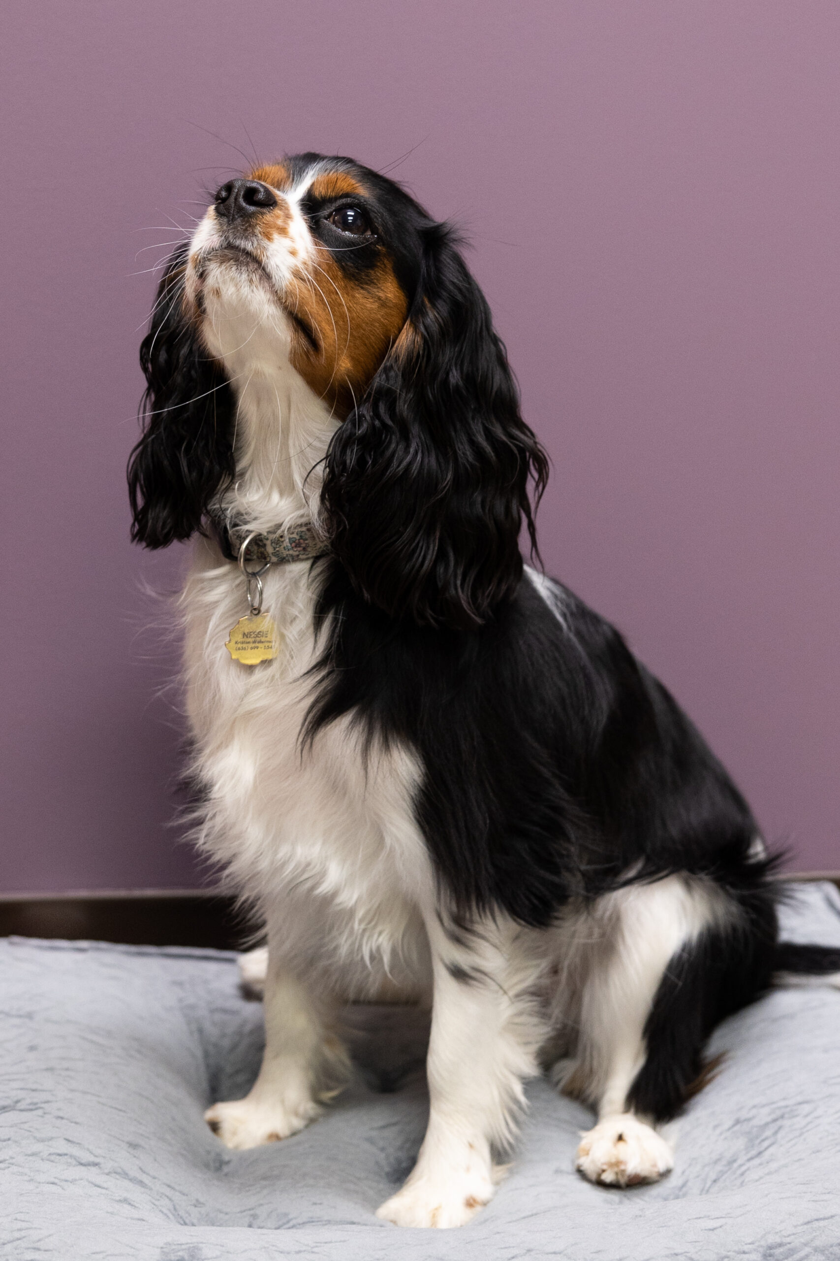 Nessa Rose Lucille Buttercup Waterman